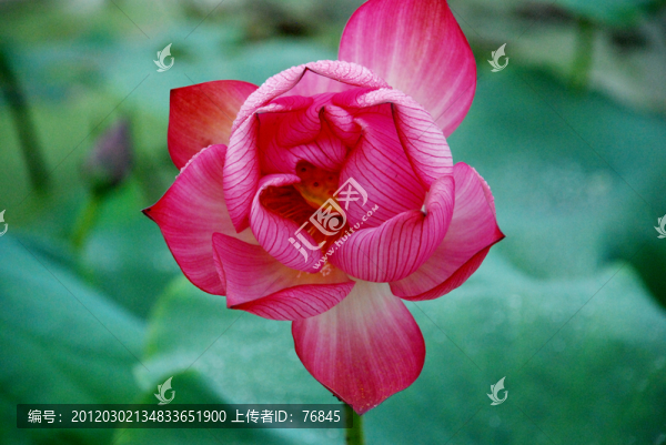 紅蓮