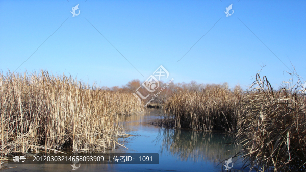 池塘