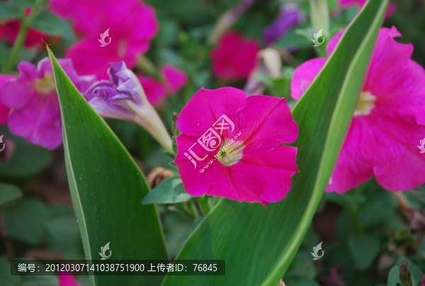 矮牽牛
