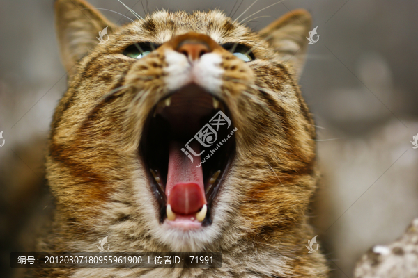 貓