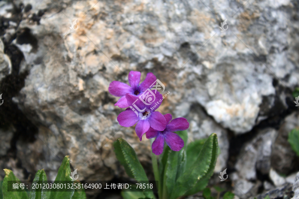 野花