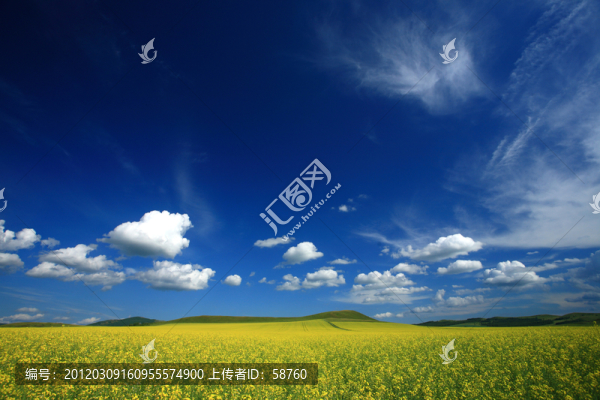 呼倫貝爾,油菜花開