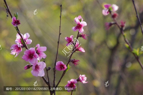 桃花盛開