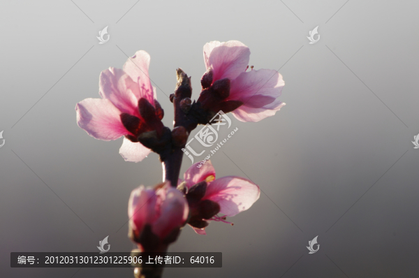 桃花綻放