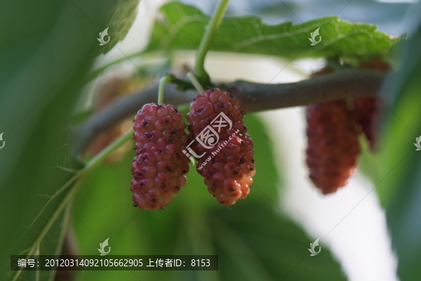 桑葚