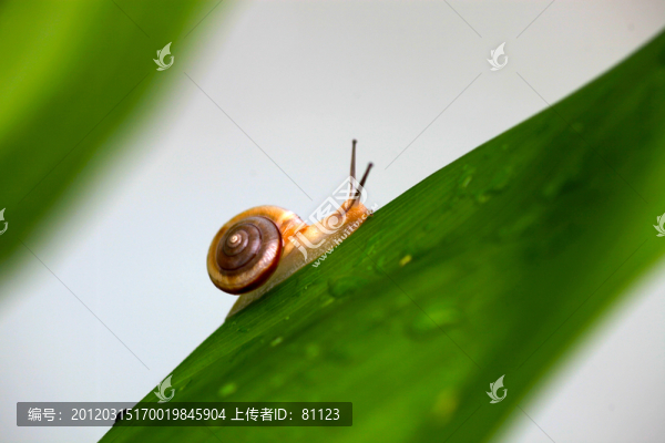 蝸牛