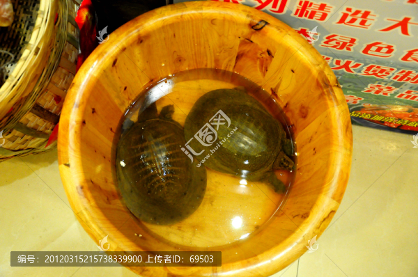 野生甲魚