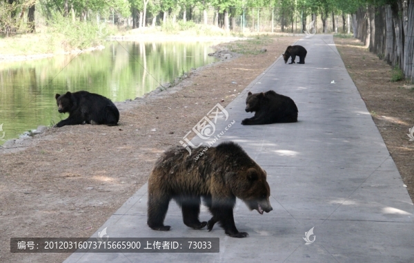 熊,,動物