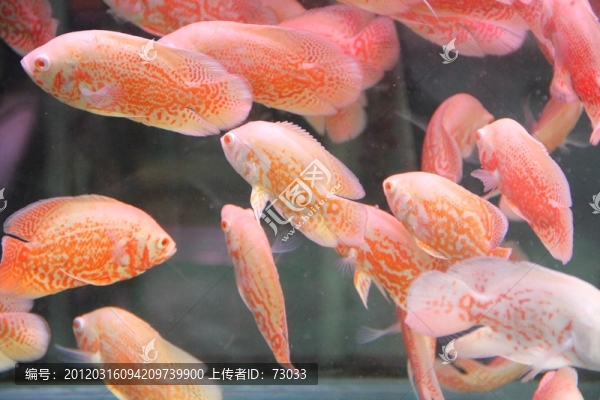 魚群,,魚市