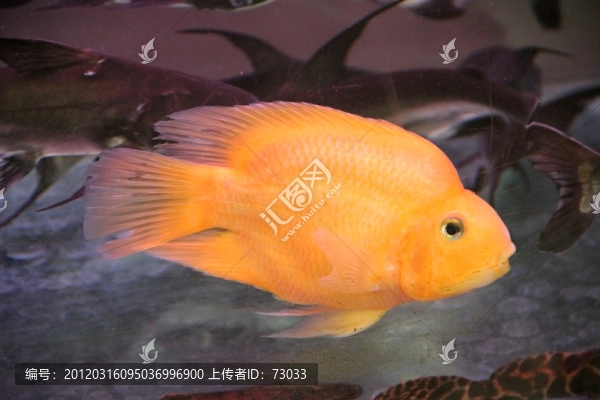 觀賞魚