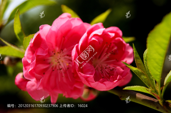 春來桃花艷