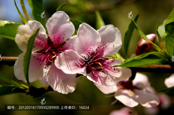 春來桃花艷