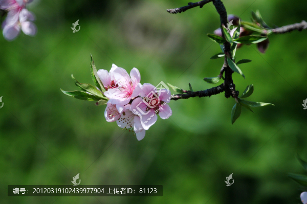 桃花