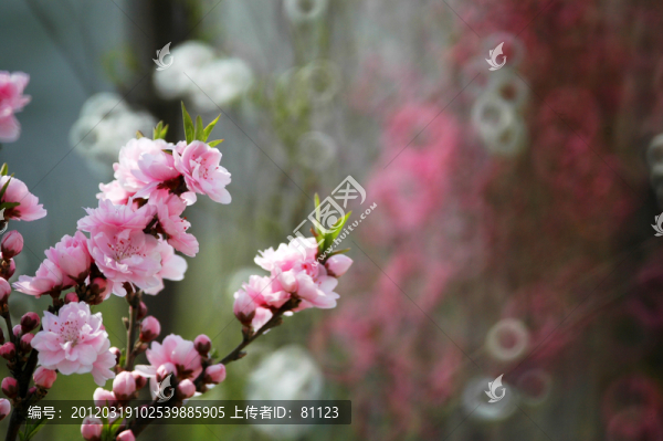碧桃