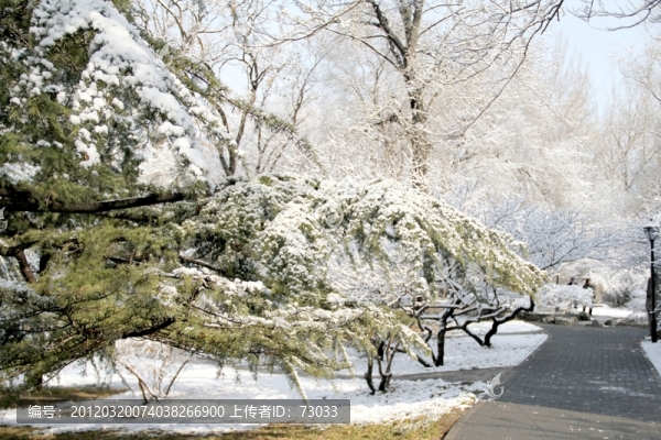雪景松樹