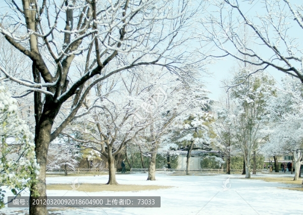 雪景樹林