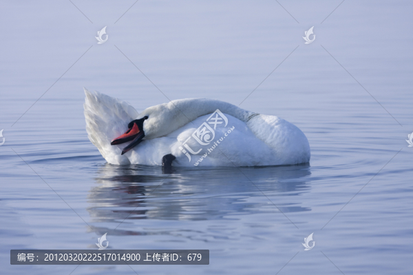 天鵝