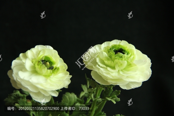 芹葉牡丹花卉