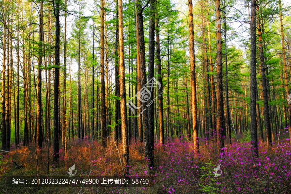 樟子松林,杜鵑花開