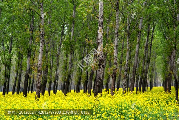 樹(shù)林油菜花