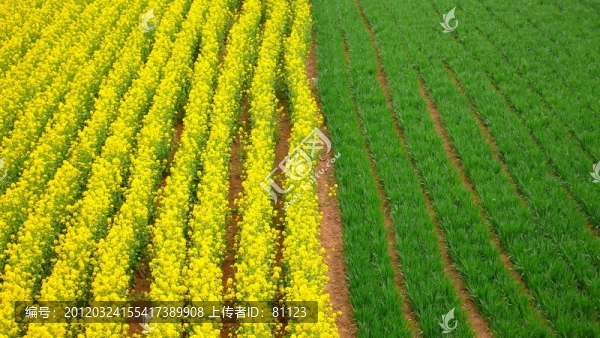 田野