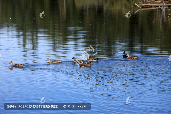 湖泊,野鴨