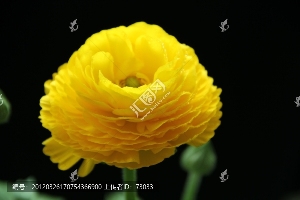 芹葉牡丹