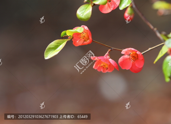 海棠