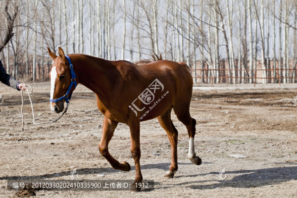 馴馬