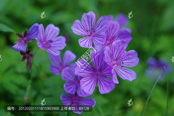 繁花