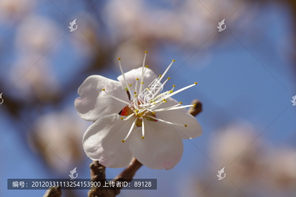 杏花