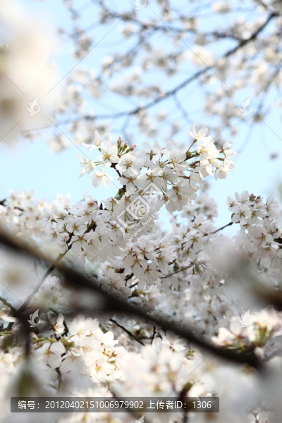 櫻花