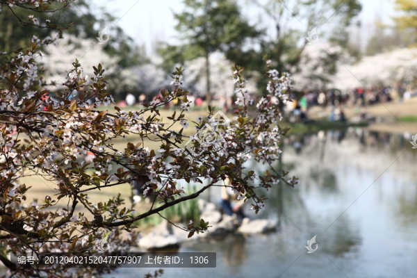 櫻花
