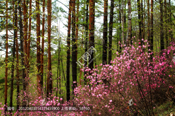 杜鵑花