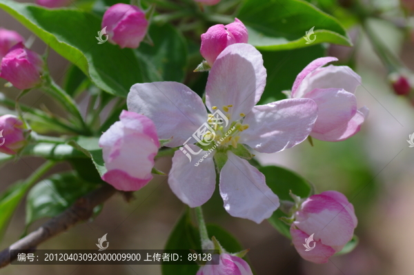 蘋果花