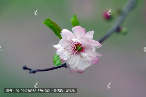 桃花特寫