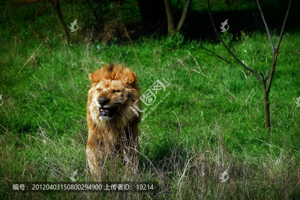 非洲雄獅
