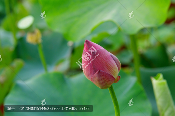 小荷才露尖尖角