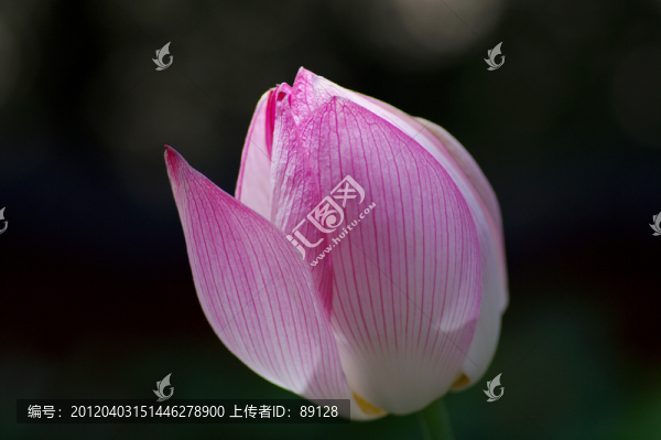 含苞