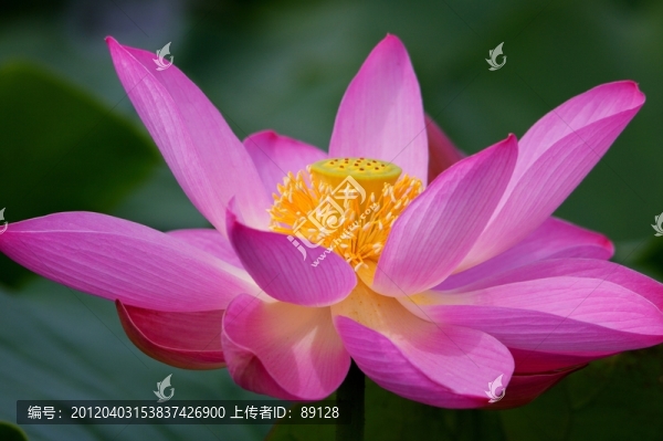 盛放的荷花