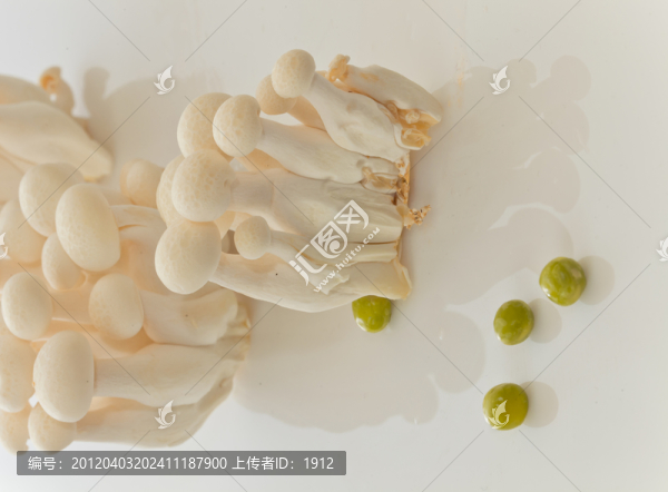 蘑菇