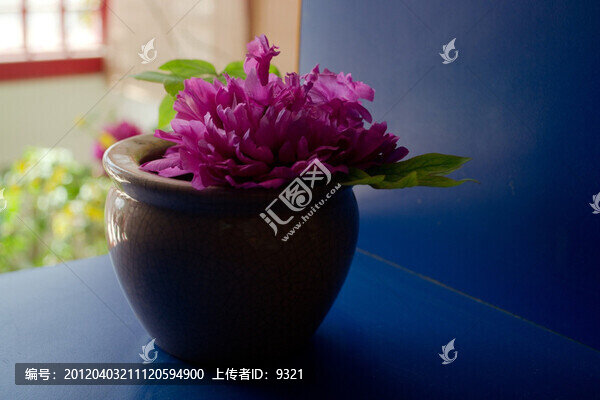 牡丹花
