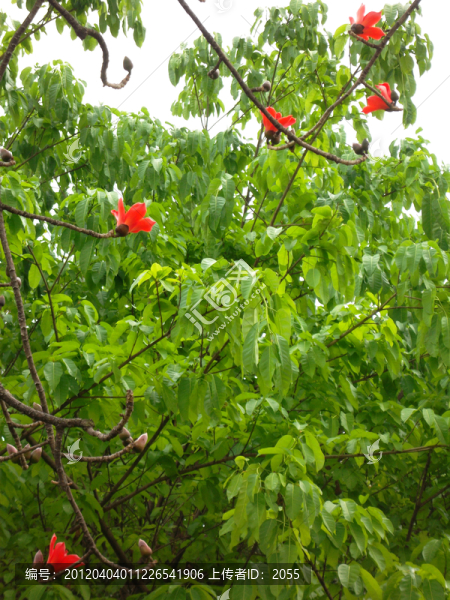 木棉花