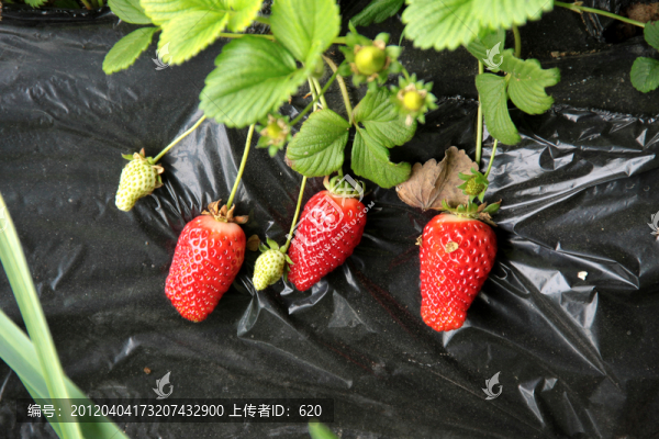 草莓