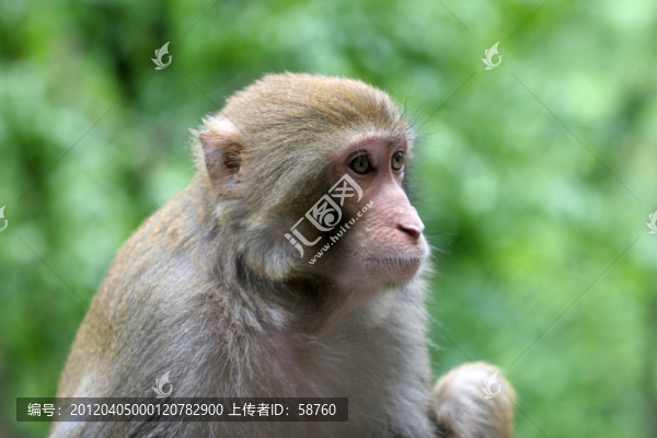 貴陽市,黔靈山野生獼猴