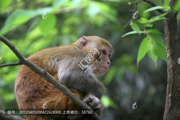 貴陽(yáng)市,野生獼猴