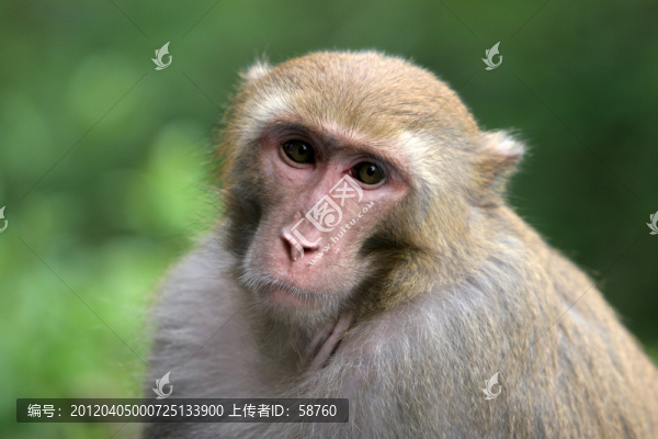 野生獼猴