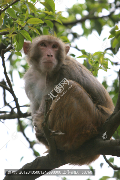 貴陽黔靈山,野生獼猴