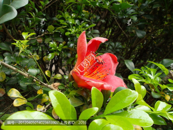 木棉花