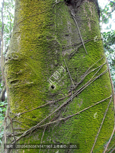 樹(shù)皮苔蘚